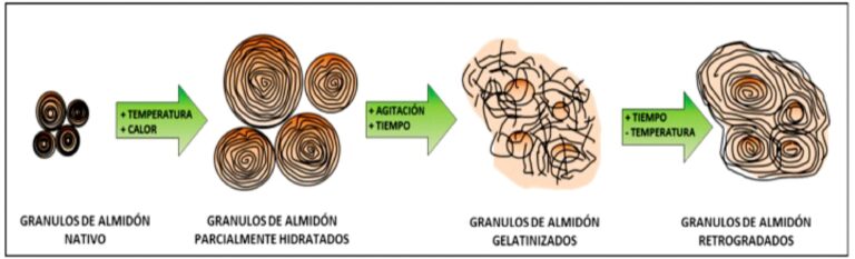 Almidón Resistente Retrogrado Gelatinización