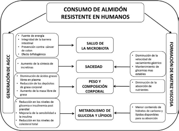 Beneficios Almidón Resistente