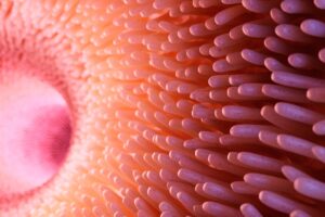 permeabilidad-intestinal-y-estres-emma-mirapeix